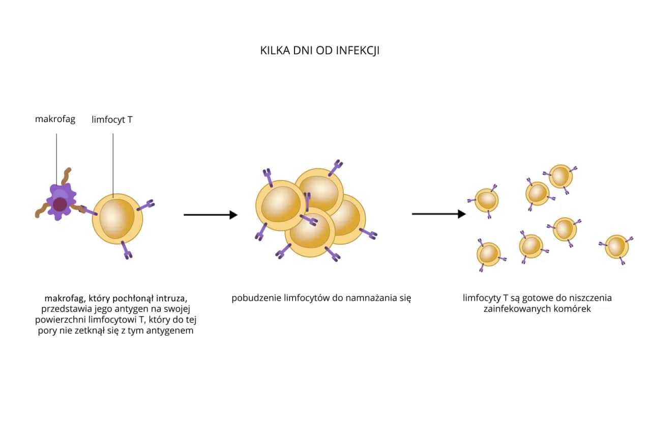Podwyższone monocyty: Zrozum swój wynik i wiedz, kiedy działać